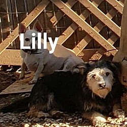 Thumbnail photo of Lilly #4