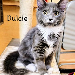 Photo of Dulcie