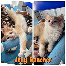 Photo of Jolly Rancher - NN - SR2