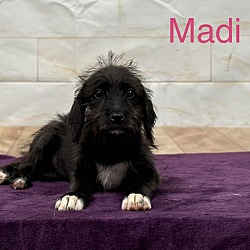 Thumbnail photo of Madi🐾 #2