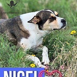 Thumbnail photo of Nigel #3