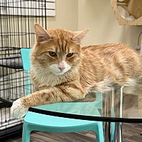 adopt a pet