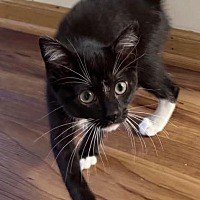 adopt a pet