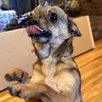 adopt a pet