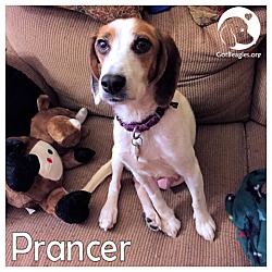 Thumbnail photo of Prancer #1
