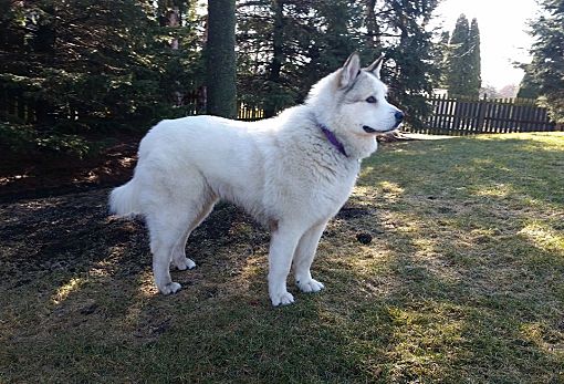 Mt Prospect Il Alaskan Malamute Meet Adopted Maxine A Pet