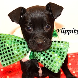 Thumbnail photo of Flippity ~ meet me! #1