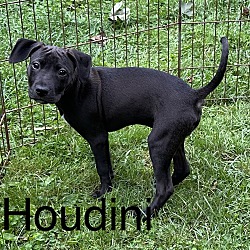 Thumbnail photo of Houdini #2 #2