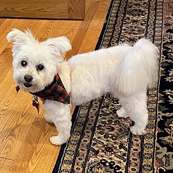Photo of Midge
