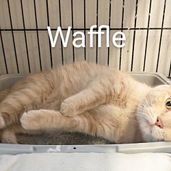 Photo of Waffle (and Jolene)