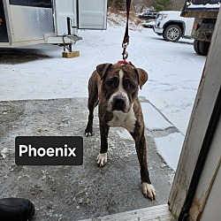 Thumbnail photo of Phoenix #4