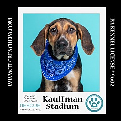 Thumbnail photo of Kauffman Stadium (Ballpark Pups) 050424 #3