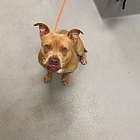 adopt a pet