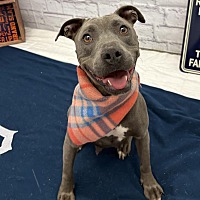 adopt a pet