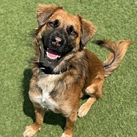 adopt a pet