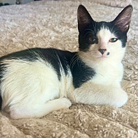 adopt-pet