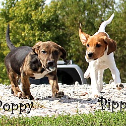 Thumbnail photo of Poppy ~ adopted! #4