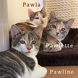 Thumbnail photo of Pawline #4