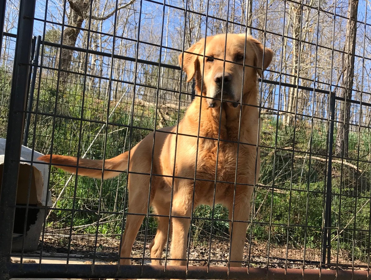 Adopt Fasa a Red/Golden/Orange/Chestnut Great Pyrenees dog ...