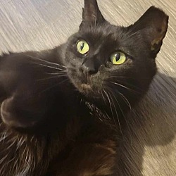 Photo of Blackie