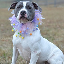 Photo of Jersey - Adoptable