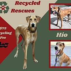 Photo of Hio (Recycle)