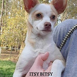 Photo of Itsy Bitsy