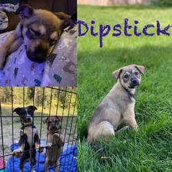 Thumbnail photo of Dipstick #2