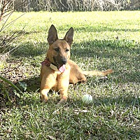 adopt-pet