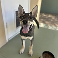 adopt a pet