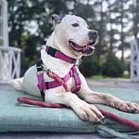 adopt-pet