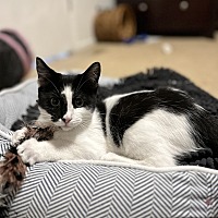adopt a pet