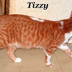 Thumbnail photo of Tizzy #2