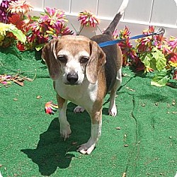 Thumbnail photo of Siri - Adorable Beagle Girl! #1