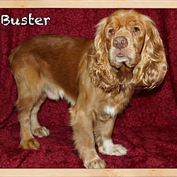 Thumbnail photo of Buster #3