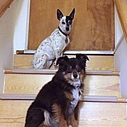 Thumbnail photo of Dixie and Marlie #1