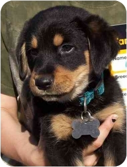 rottweiler and golden retriever mix