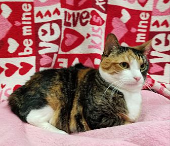 Adopt A Pet Petsmart Charities