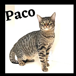 Photo of Paco