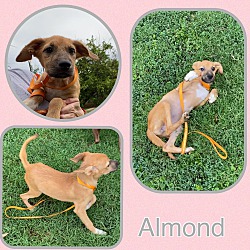 Photo of Almond