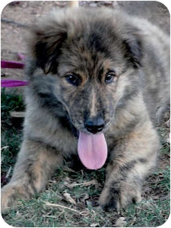 Sacramento Ca Golden Retriever Meet Honey Swirls Perfect A Pet For Adoption