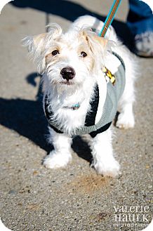 Columbus Oh Maltese Meet Jack A Pet For Adoption