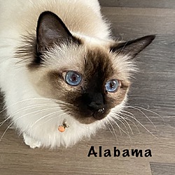 Thumbnail photo of Alabama (Clarence) #1