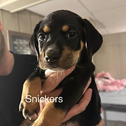 Photo of Snickers