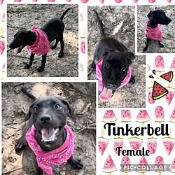 Photo of Tinkerbell