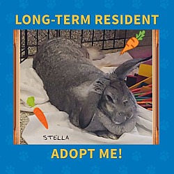 Thumbnail photo of Stella #1