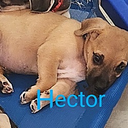 Thumbnail photo of Hector #1