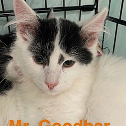 Thumbnail photo of Mr. Goodbar #1