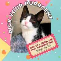 adopt a pet