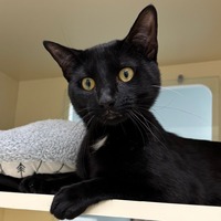 adopt-pet